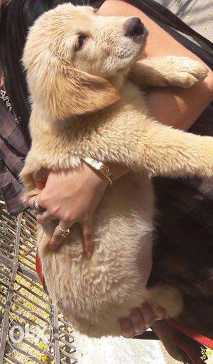 Golden Retriever male puppy 100days completed all