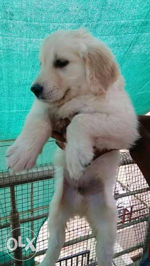 Golden retriever complete vaccination done female available.