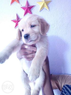 Golden retriever female available vaccination