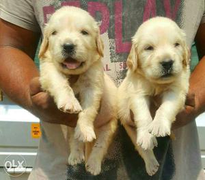 Golden retriever puppies available