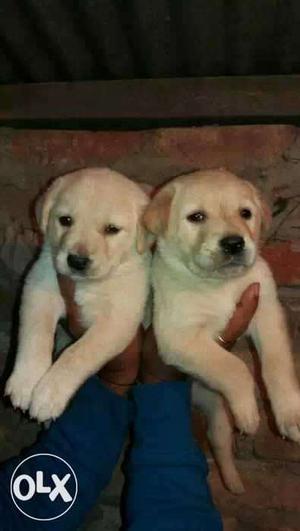 Good Quality Puppy Available In Good Price