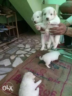 Good quality 4 male pomerian puppy for sale