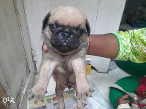 Good quality Pug male available