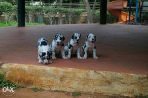Great den puppies male  female 