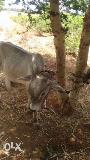 Grey Calf In Samanatham