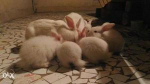 Group Of White Infant Rabbits