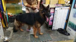 Gsd. Dog Matting. Only