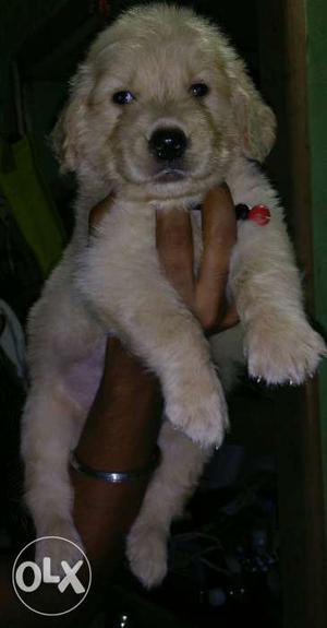 Healthy golden retriever puppies available.. only