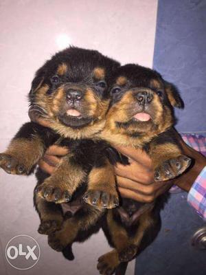 Heavy bone gsd and rott puppy for more details
