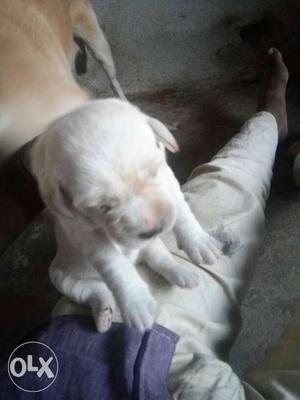 Highly quality lab female puppies for sell