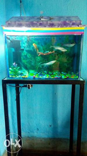 Home aquarium with stand