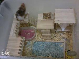 Home for guinea pig and hamster