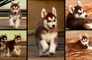 Husky Male Puppy with BLUE EYES & GREEN EYES