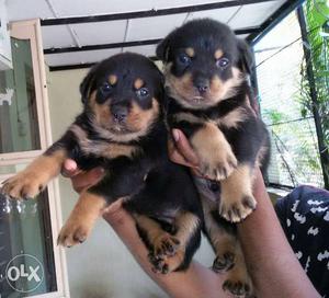I have both male and female ROTTWEILER puppy