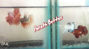 Imported Betta (fighter) fish for sale