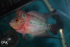 Imported Srd flowerhorn available 3.5" size with