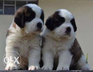 Imported St.Bernard Puppies SuperAvailable For SELL in Dog