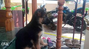 Imported lineage femail GSD puppy available