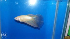 Imported yellow betta with tank sale anyone