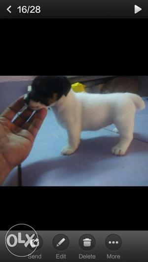 Jack Russell terrier female for sale 2 months old
