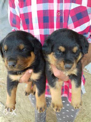 Kci reg rott puppy all India delivery available