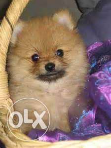 Kci toy pom male and female puppy one month old