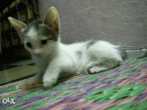 Kittens for sell small 1nhalf mnth