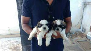 Kukatpally Pragathi Nagar Shih-Tuz Puppies +.