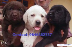 LABRADOR PUPPIES available in 3 colors.