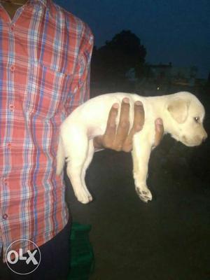 Lab female pup good qwalty age 30 days price fix