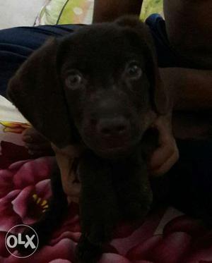 Lab for sale,chocolate male, 50 days old,