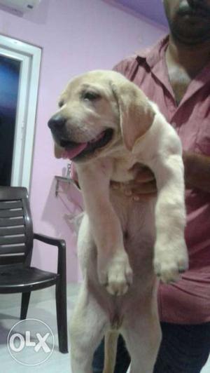 Lab puppy heavy boned for sale with papers show