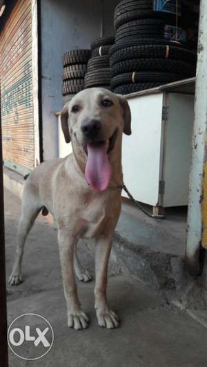 Labrador..5month old..i want to sell my dog its