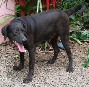 Labrador Male 1.5 year for Urgent Sale