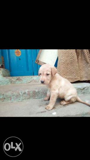Labrador dog show quality puppy for sale