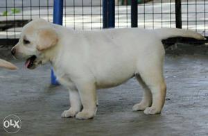 Labrador retriver 45days puppies females.