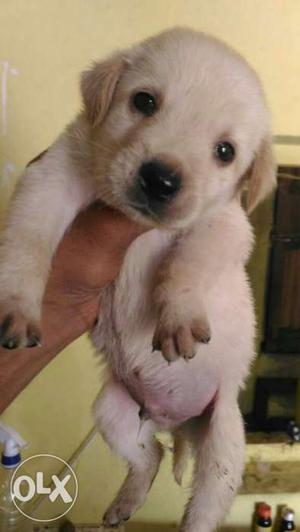 Labrador's cute puppies pure breed sell in