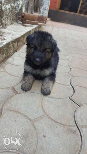 Long Coat Black And Tan Puppy German shepherd for sale