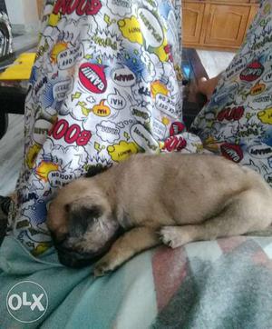 Male 2 months pug dog top quality