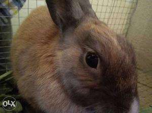 Male Brown color Rabbit for sale