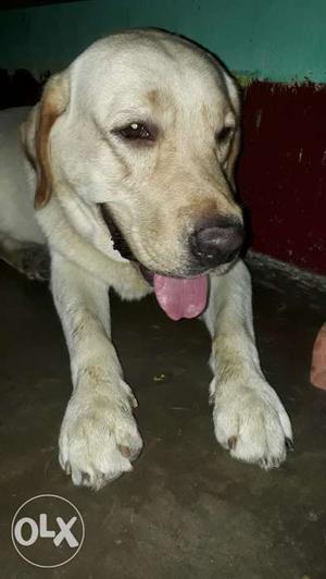 Male, Labrador Retriever, Champion Breed, for MATING