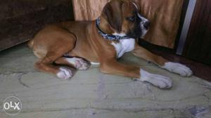 Male boxer breed, very nice dog, all vaccination