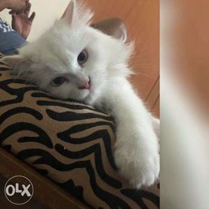 Male n Female persian cats for sale