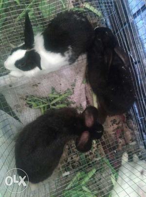Male rabbits for sale. Each one 350rs and 6 months old