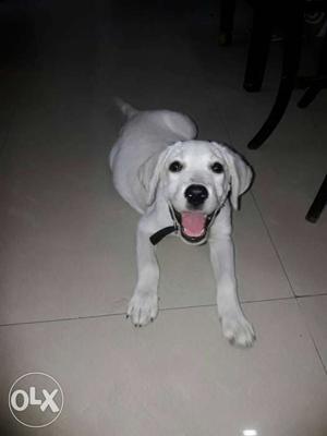 Male white Labrador 3.5 months old,rabies