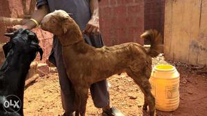 Malwa and shirohi goats for sell