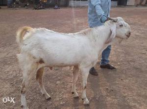 Malwa male goat 6daanth fresh
