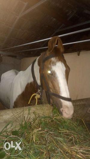 Marwari horse for sale