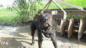 Medium Black American Pitbull Terrier