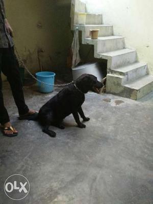 Medium Size Short Coated Black Dog